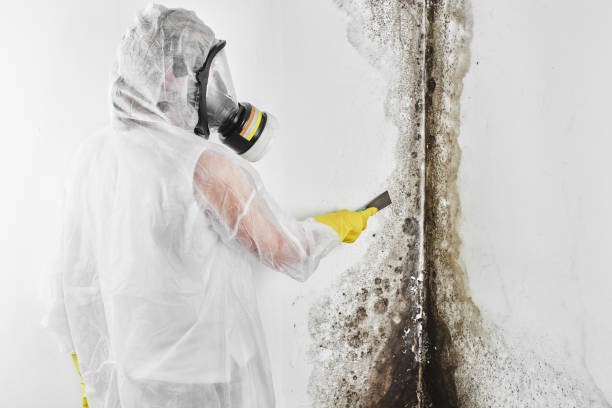 Best Affordable Mold Removal  in Paducah, TX