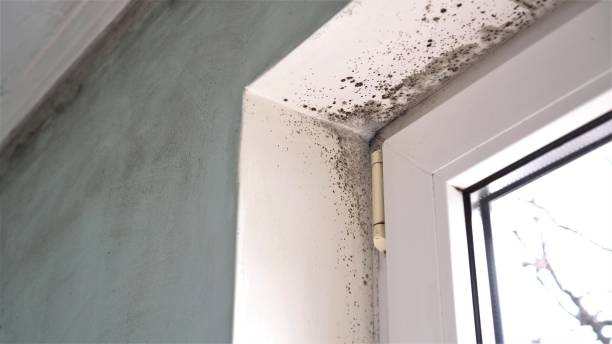 Trusted Paducah, TX Mold Removal Experts