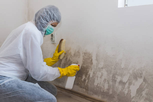 Best Best Mold Removal Companies  in Paducah, TX