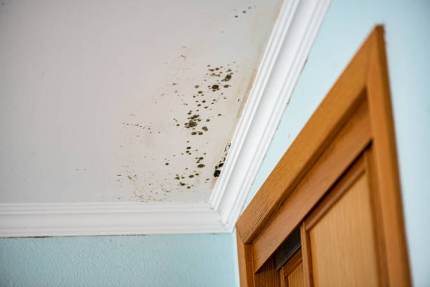 Best Mold Remediation Services  in Paducah, TX