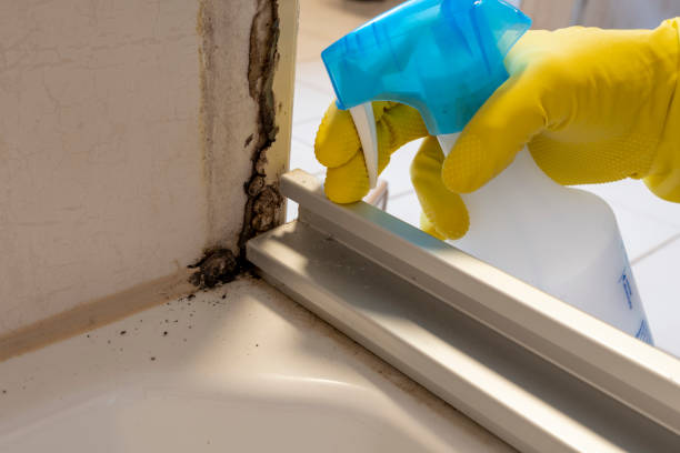 Best Attic Mold Removal  in Paducah, TX