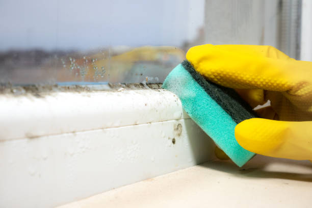 Mold Removal Process in Paducah, TX