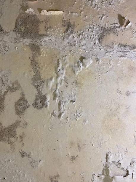 Trusted Paducah, TX Mold Removal Experts