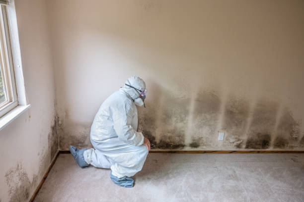 Best Fast Mold Removal  in Paducah, TX