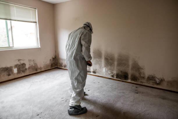 Best Office Mold Removal Services  in Paducah, TX