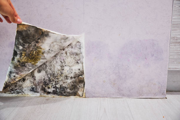 Home Mold Removal in Paducah, TX